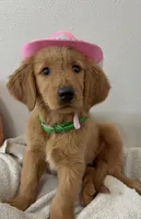 Dolly, a female Golden Retriever for sale in Lakeland, FL – 1 of 3