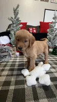 Claus , a male Golden Retriever for sale in Lakeland, FL – 6 of 8