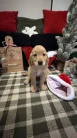 Santa , a male Golden Retriever for sale in Lakeland, FL – 4 of 6