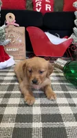 Jingles , a male Golden Retriever for sale in Lakeland, FL – 2 of 7