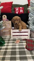 Buddy, a male Golden Retriever for sale in Lakeland, FL – 4 of 8