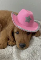 Dolly, a female Golden Retriever for sale in Lakeland, FL – 2 of 3