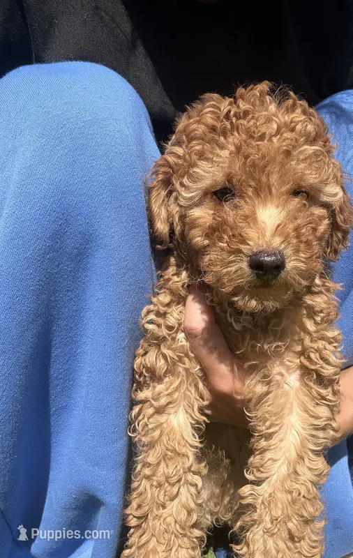 Teddy – Poodle - Miniature  puppy for sale in Lakeland, FL