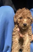 Teddy, a male Poodle - Miniature  for sale in Lakeland, FL – 1 of 3