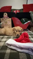 Cocoa, a male Golden Retriever for sale in Lakeland, FL – 3 of 6