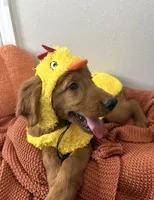 Chicken little , a male Golden Retriever for sale in Lakeland, FL – 2 of 4