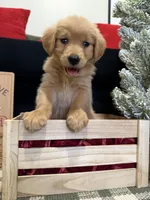 Jolly, a male Golden Retriever for sale in Lakeland, FL – 2 of 9