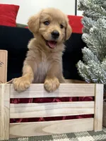 Jolly, a male Golden Retriever for sale in Lakeland, FL – 3 of 9