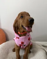 Cherry, a female Golden Retriever for sale in Lakeland, FL – 4 of 4