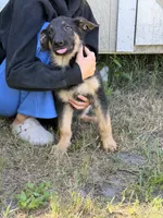 Trixie , a female German Shepherd Dog for sale in Lakeland, FL – 3 of 5
