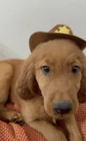 Woody , a male Golden Retriever for sale in Lakeland, FL – 2 of 3