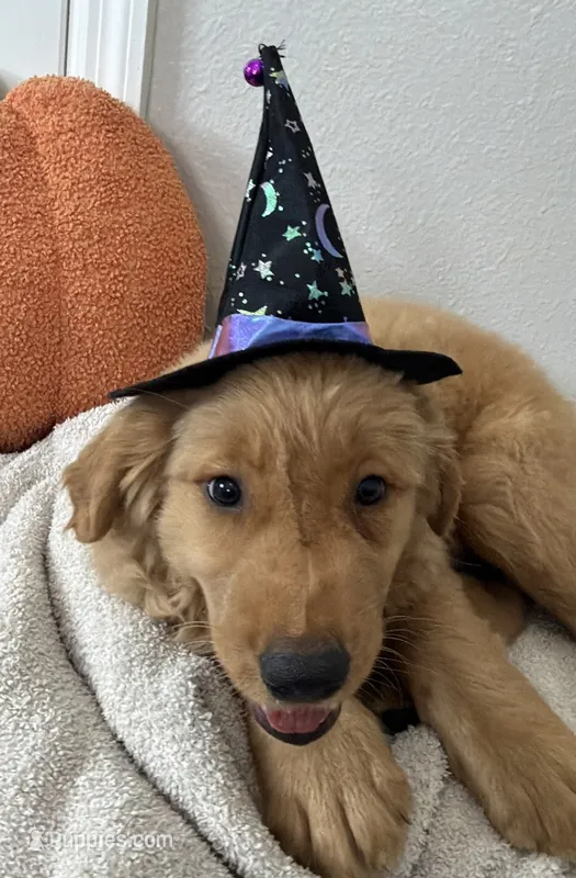 Wednesday  – Golden Retriever puppy for sale in Lakeland, FL