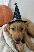 Wednesday , a female Golden Retriever for sale in Lakeland, FL – 1 of 4