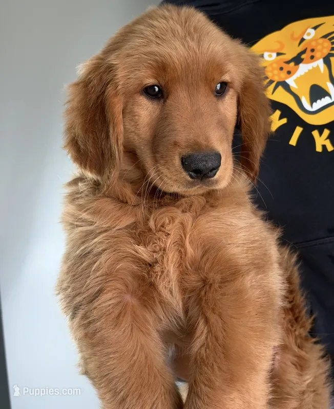 Woody  – Golden Retriever puppy for sale in Lakeland, FL