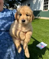 Honey, a female Golden Retriever for sale in Lakeland, FL – 2 of 2