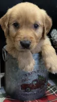 Chestnut , a male Golden Retriever for sale in Lakeland, FL – 4 of 8