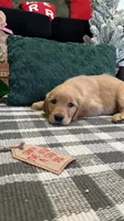 Aspen, a male Golden Retriever for sale in Lakeland, FL – 3 of 5