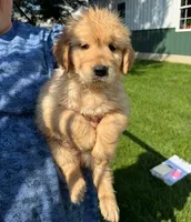 Honey, a female Golden Retriever for sale in Lakeland, FL – 1 of 2