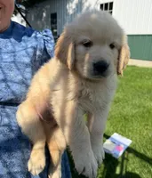Peaches , a female Golden Retriever for sale in Lakeland, FL – 2 of 3