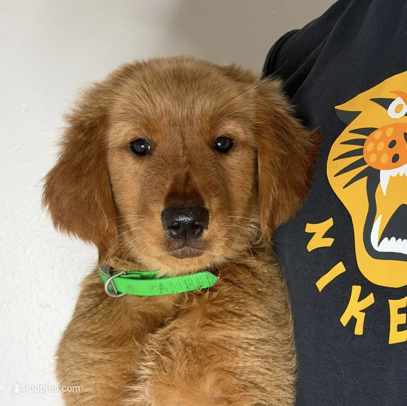 Dolly – Golden Retriever puppy for sale in Lakeland, FL