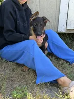 Diesel , a male German Shepherd Dog for sale in Lakeland, FL – 1 of 3