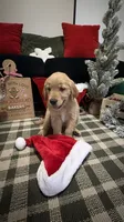 Santa , a male Golden Retriever for sale in Lakeland, FL – 2 of 6