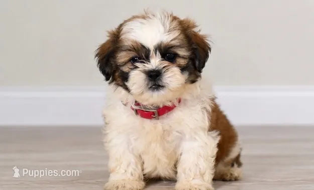 Bentley  – Shih Tzu puppy for sale in Lakeland, FL