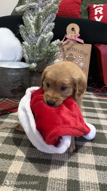 Rudolph , a male Golden Retriever for sale in Lakeland, FL – 1 of 7