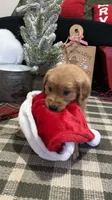 Rudolph , a male Golden Retriever for sale in Lakeland, FL – 1 of 7