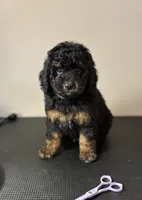 Prince charming, a male Bernedoodle and Miniature Bernedoodle for sale in Munster, IN – Photo 3 of 10