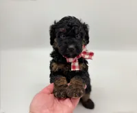 Prince charming, a male Bernedoodle and Miniature Bernedoodle for sale in Munster, IN – Photo 4 of 10