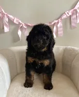 Prince charming, a male Bernedoodle and Miniature Bernedoodle for sale in Munster, IN – Photo 2 of 10