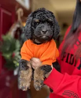 Prince charming, a male Bernedoodle and Miniature Bernedoodle for sale in Munster, IN – Photo 1 of 10