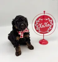Prince charming, a male Bernedoodle and Miniature Bernedoodle for sale in Munster, IN – Photo 6 of 10