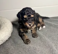 processed/c44ea61c-64a5-41c8-8bfb-337a392856e9/listing/31f01cc5-e36f-42fc-ab3c-bd3bdc5e9b89/77e9b68a-695f-44af-be7a-9d191c0f933d