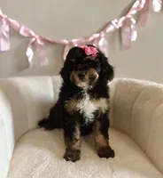 Cinderella, a female Bernedoodle and Miniature Bernedoodle for sale in Munster, IN – Photo 1 of 10