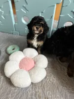 Cinderella, a female Bernedoodle and Miniature Bernedoodle for sale in Munster, IN – Photo 4 of 10