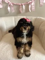 Cinderella, a female Bernedoodle and Miniature Bernedoodle for sale in Munster, IN – Photo 3 of 10