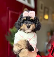 Cinderella, a female Bernedoodle and Miniature Bernedoodle for sale in Munster, IN – Photo 2 of 10