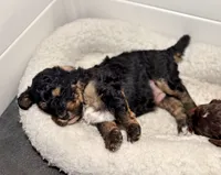 processed/c44ea61c-64a5-41c8-8bfb-337a392856e9/listing/31f01cc5-e36f-42fc-ab3c-bd3bdc5e9b89/ff2fdf6b-92b2-42da-88ed-1a3a8a11090b