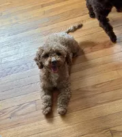 Allie bear, a female Poodle - Toy  for sale in Munster, IN – Photo 2 of 4