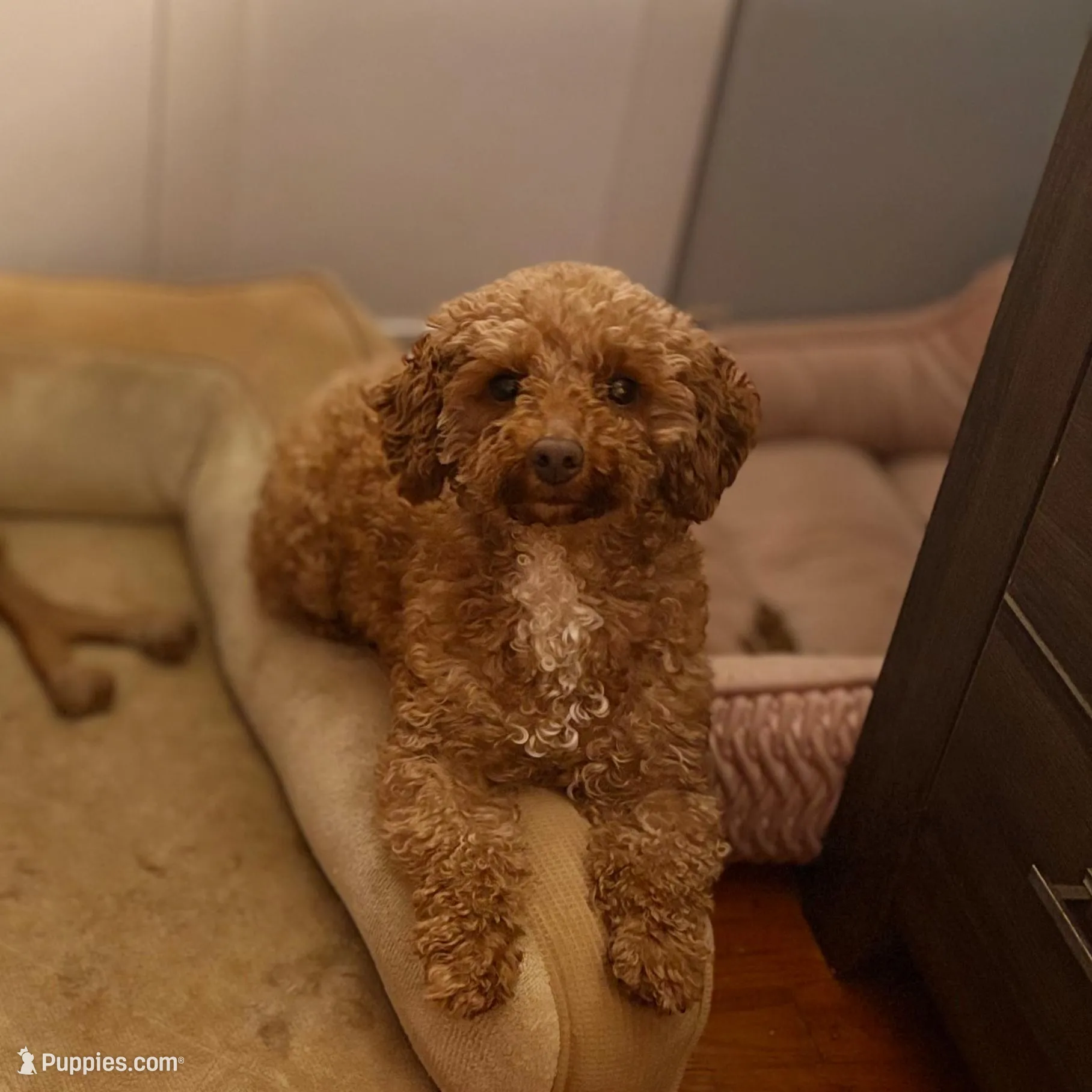 Allie bear, a female Poodle - Toy  for sale in Munster, IN – Photo 3 of 4