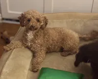 Allie bear, a female Poodle - Toy  for sale in Munster, IN – Photo 1 of 4