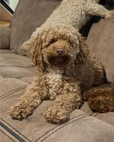 Allie bear, a female Poodle - Toy  for sale in Munster, IN – Photo 4 of 4