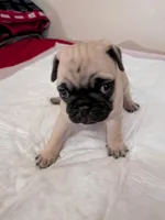 Ralsei, a male Pug for sale in Riverside, CA – 2 of 6