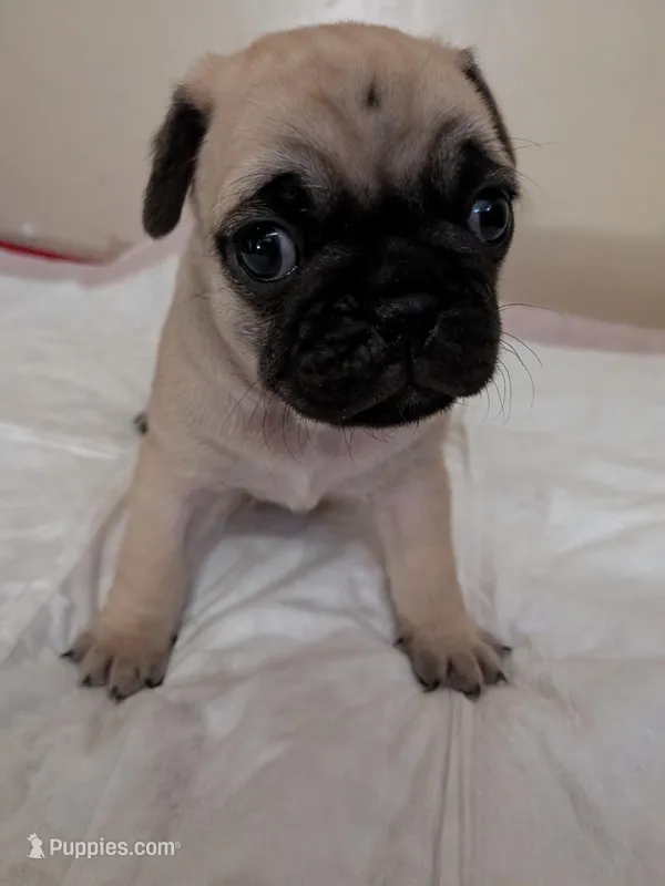 Ralsei – Pug puppy for sale in Riverside, CA