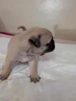 Ralsei, a male Pug for sale in Riverside, CA – 3 of 6