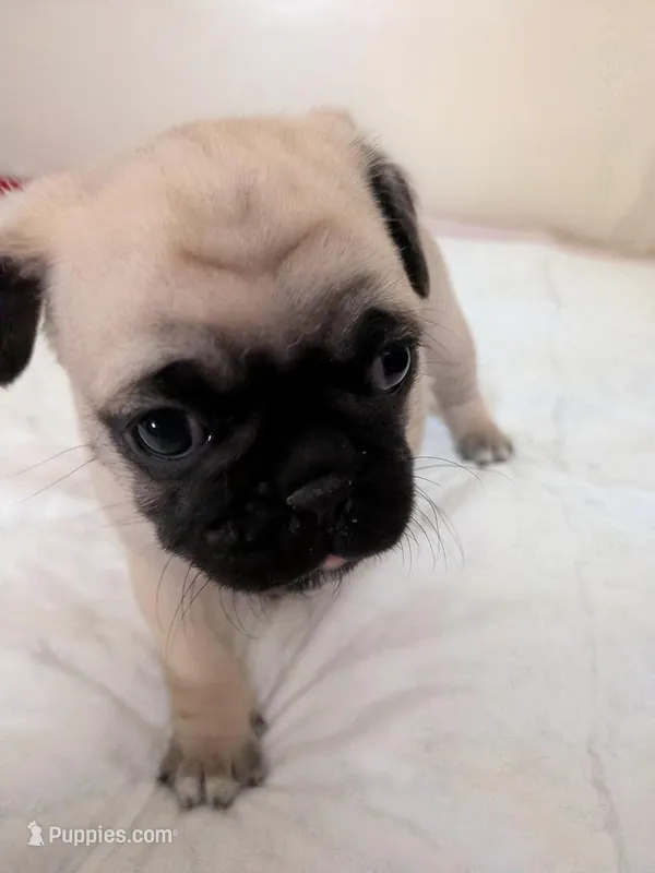 Kris – Pug puppy for sale in Riverside, CA
