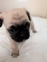Kris, a male Pug for sale in Riverside, CA – 1 of 6
