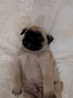 Kris, a male Pug for sale in Riverside, CA – 3 of 6